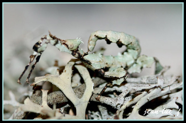 femelle forme lichen