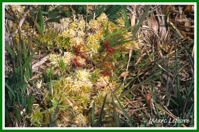 Drosera rotundifolia (Rossolis à feuilles rondes).jpg