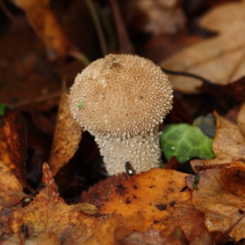 Vesse de loup perlée (Lycoperdon perlatum).jpg