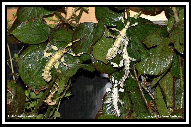 Groupe avec des lichens 2