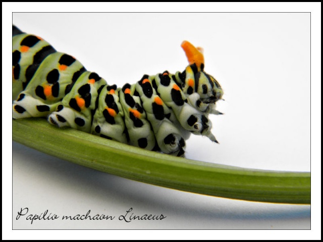 Papilio machaon linaeus chenille 1