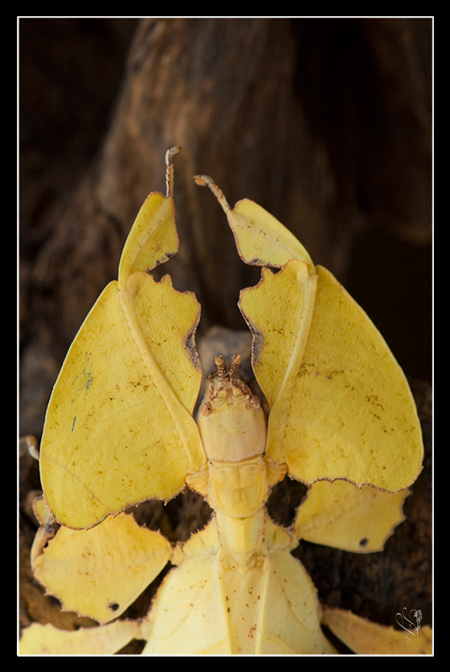 femelle adulte au couleurs jaune.