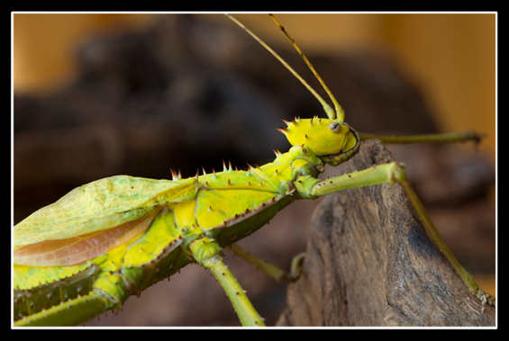 femelle adulte au couleurs jaune..jpg