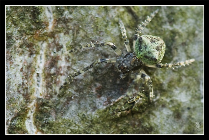 arachnide lichen sp