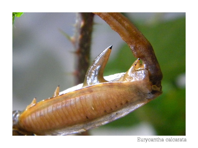 ergot mâle détail