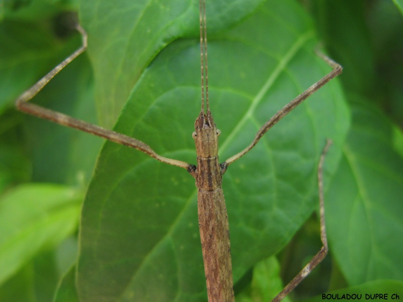 détail