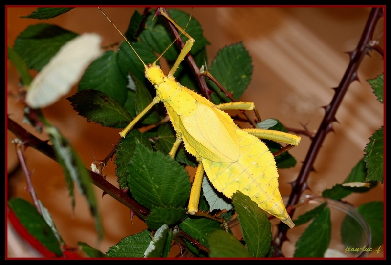 Femelle adulte jaune..jpg