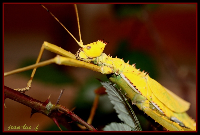 Femelle adulte jaune.jpg