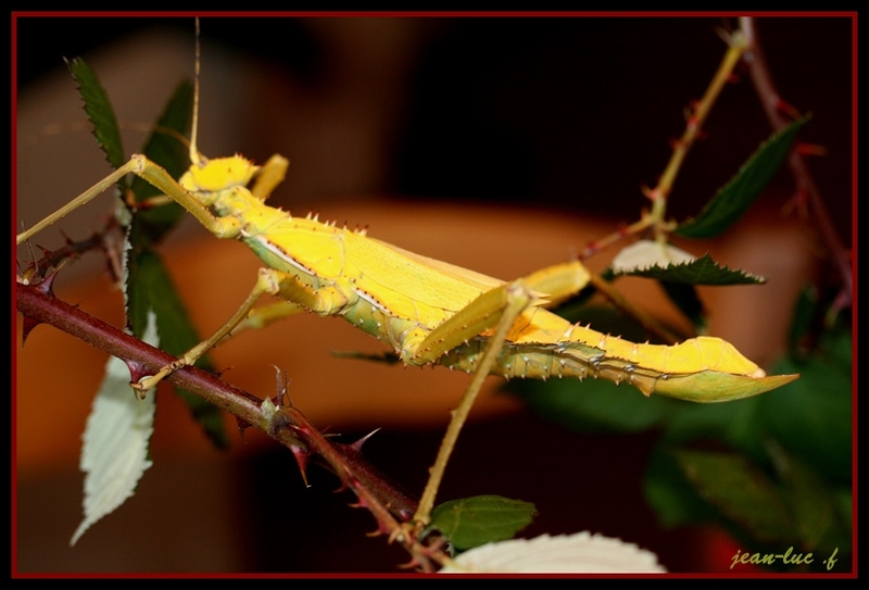 Femelle adulte jaune..jpg