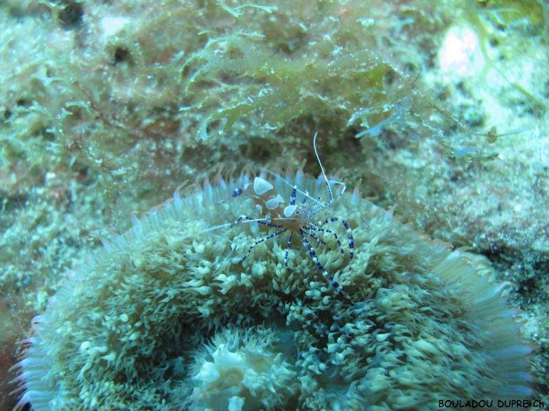 Periclimenes yucatanicus (petite crevette)..jpg