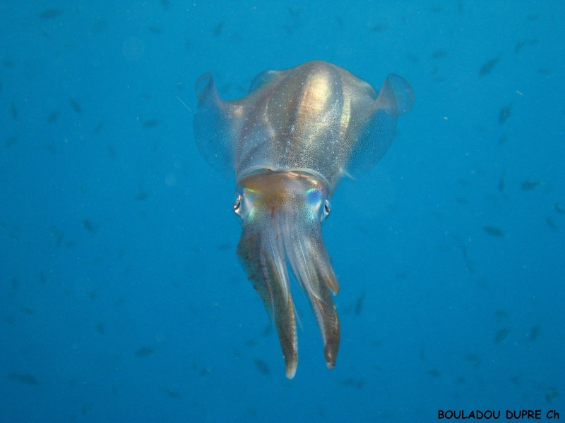 Sepioteuthis sepioidea (calamar de récif).