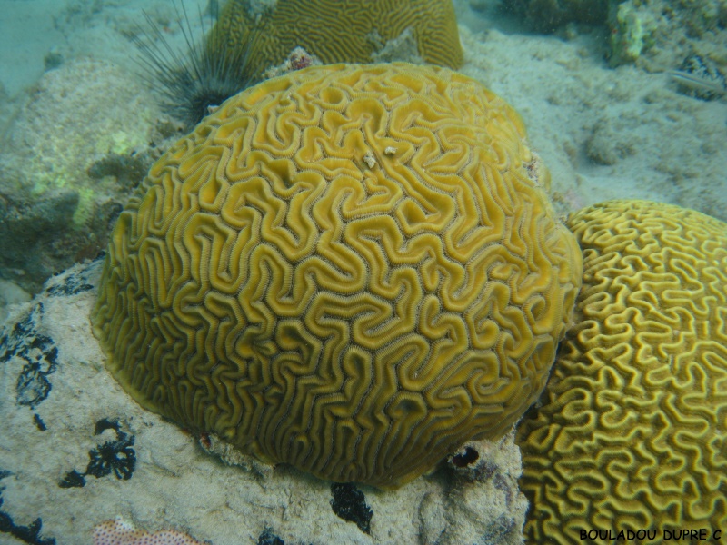 Diploria labyrinthiformis (corail cerveau de neptune)