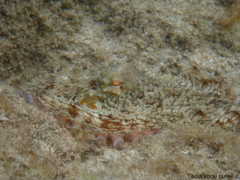 Octopus vulgaris (poulpe)