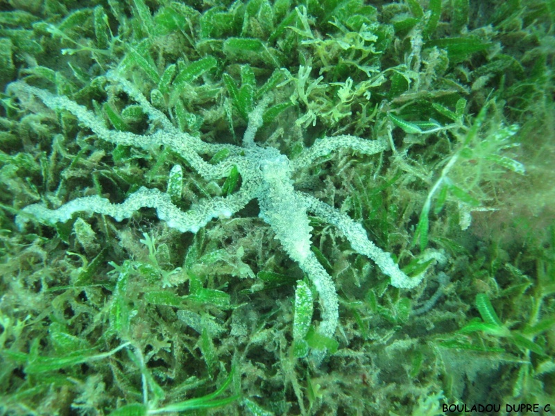 Octopus vulgaris juvénile  (poulpe).jpg