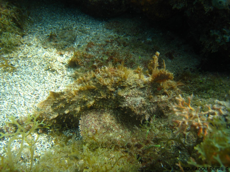 Scorpaena plumieri (poisson scorpion).