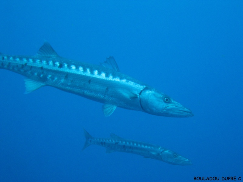 Sphyraena barracuda (barracuda)