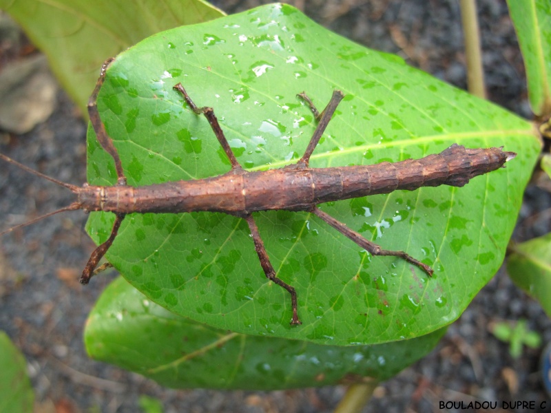 Femelle marron foncé