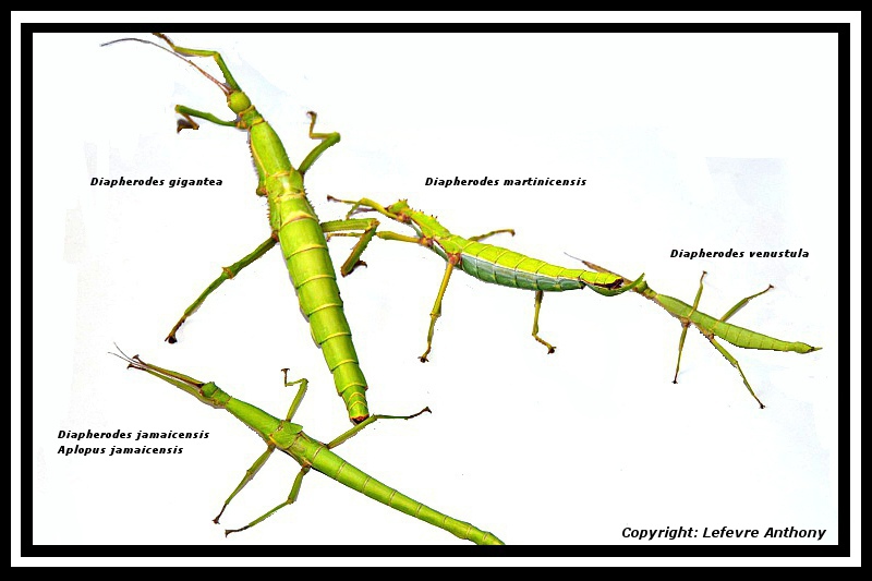 comparatif du genre diapherodes.jpg